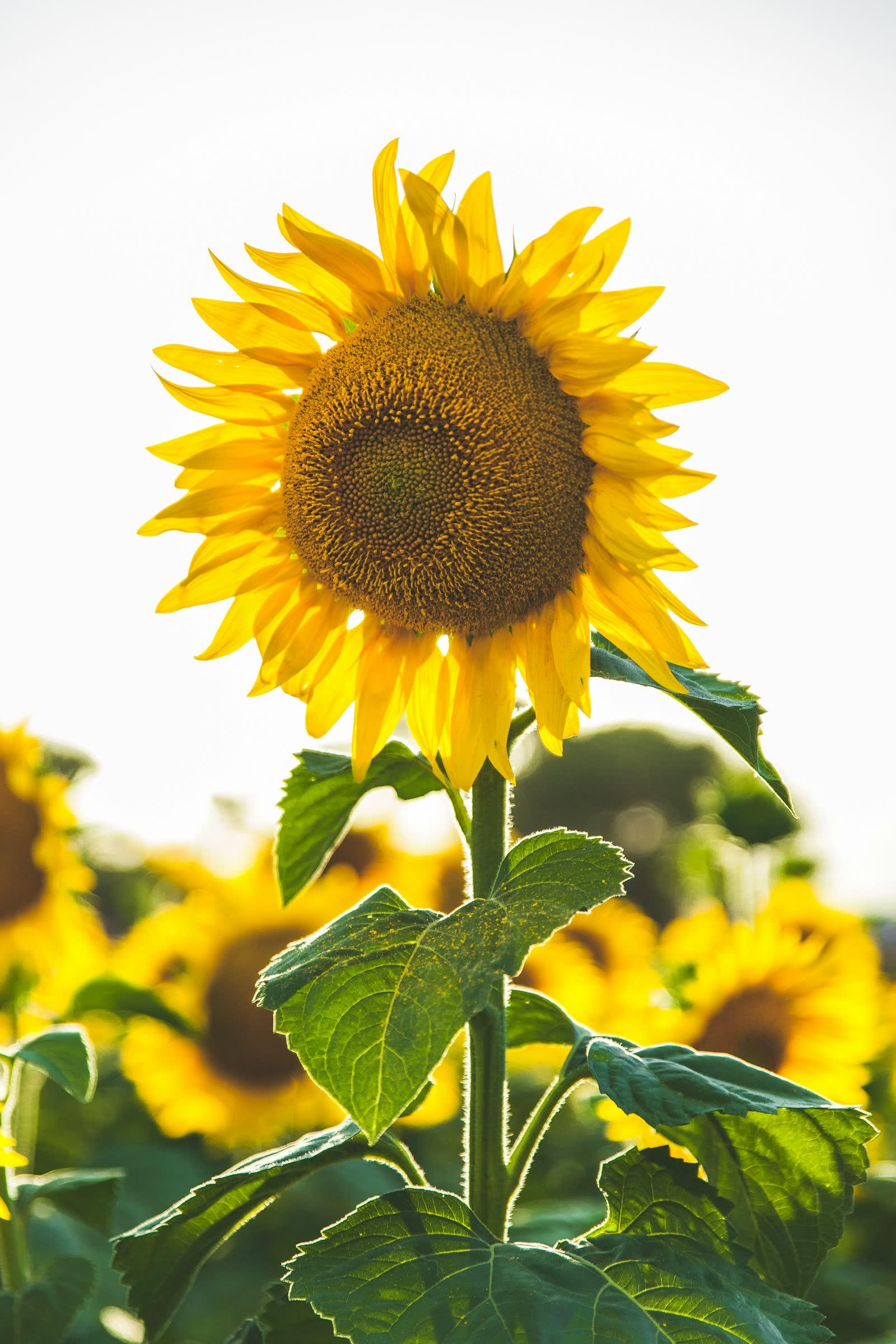Late-summer Missouri bouquet of sunflowers, zinnias, and dahlias designed for Missouri State Fair week in Sedalia